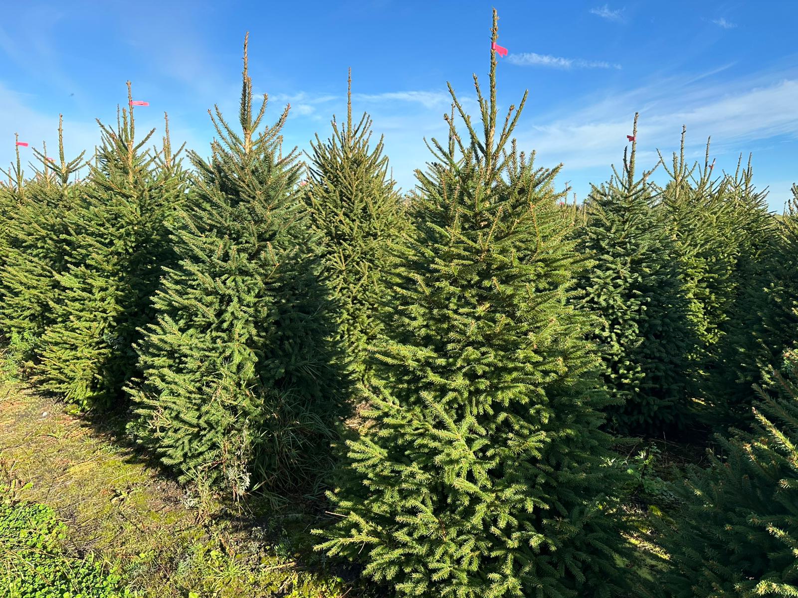 Christmas tree plantation