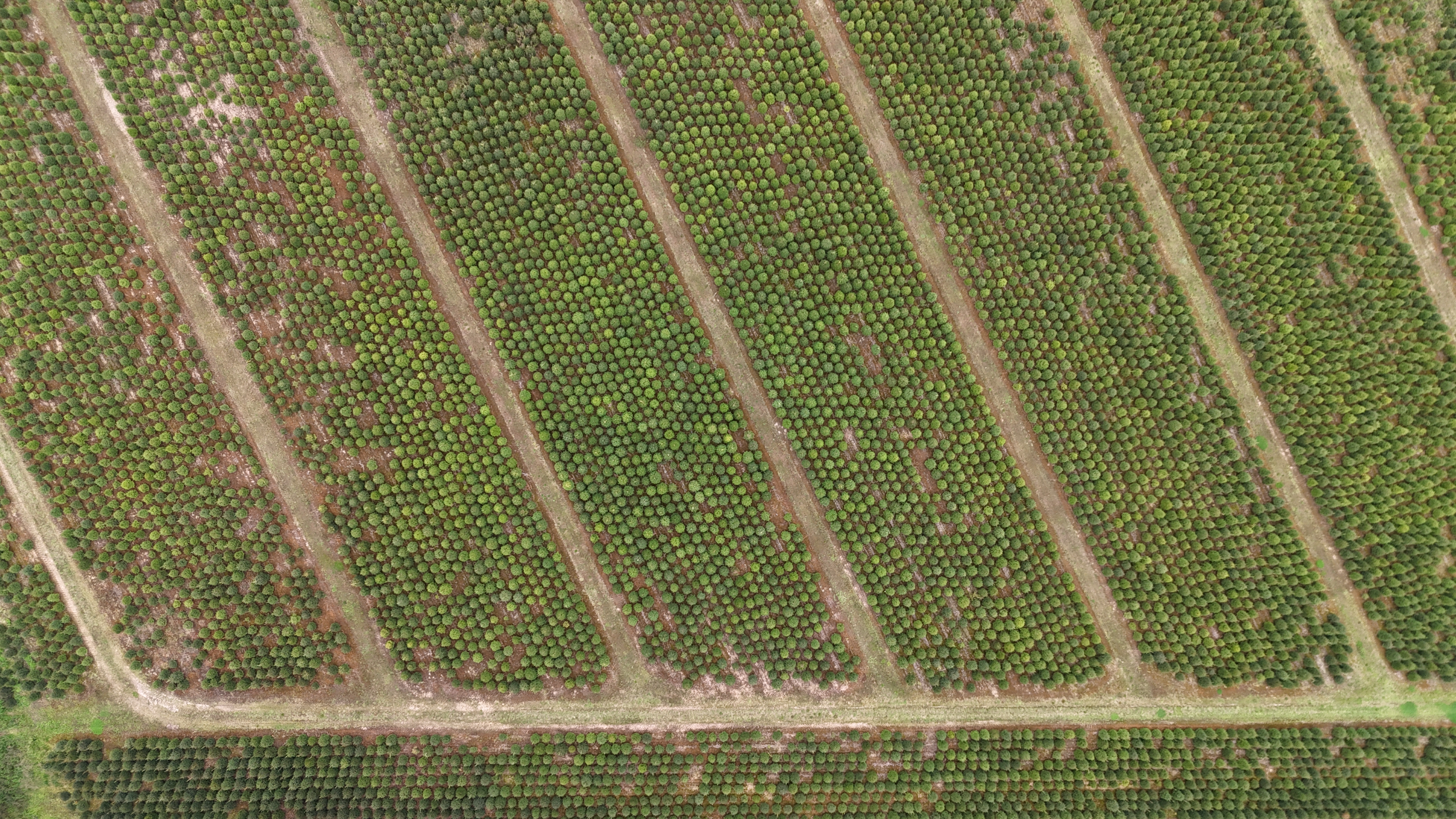 Large Christmas trees 180-250cm