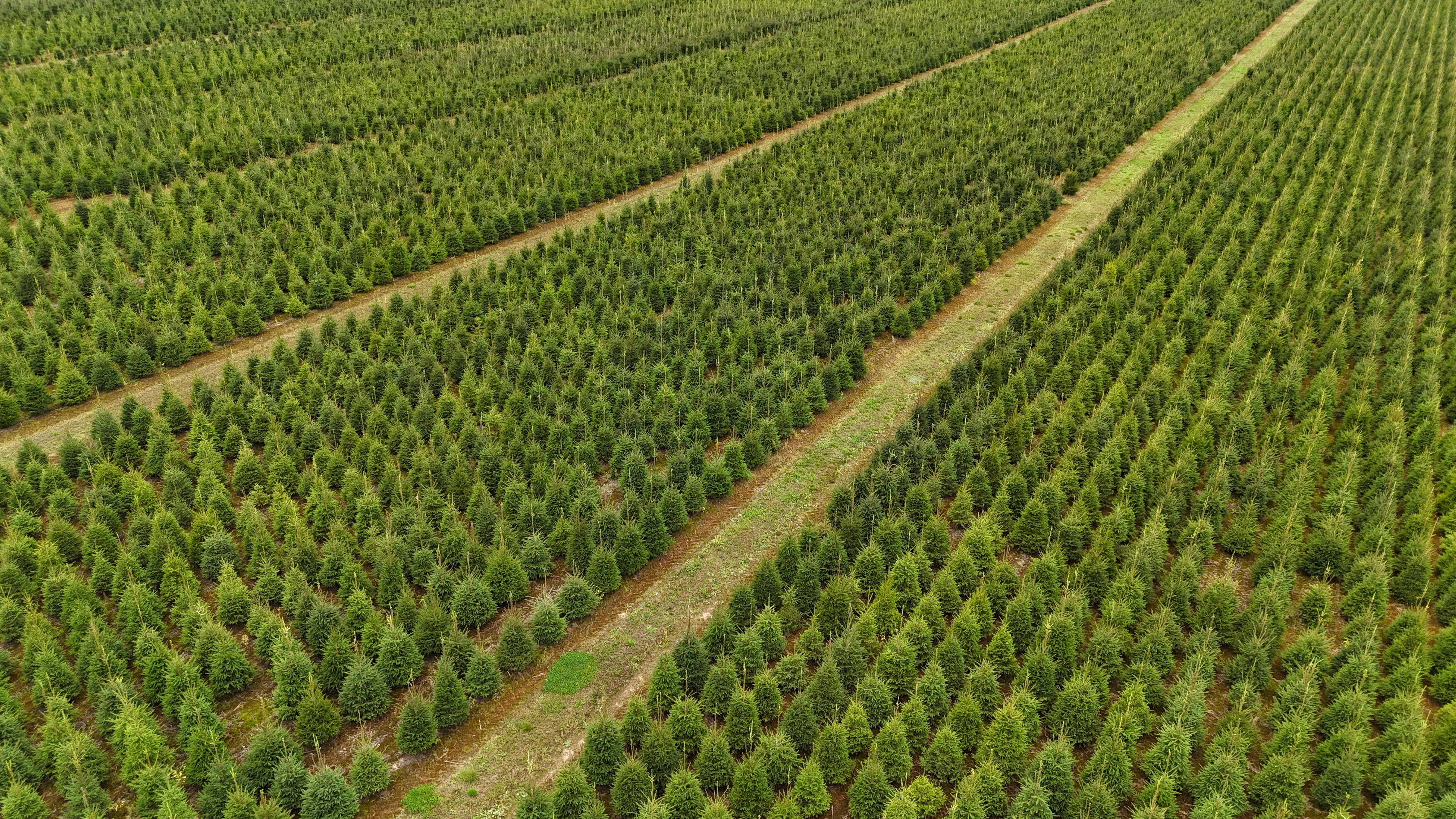 Forest farm Lithuania